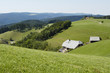Landschaftswiese mit Häusern und Wald im Sommer