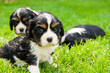 puppies