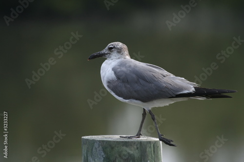 posing sea gull posing sea gull