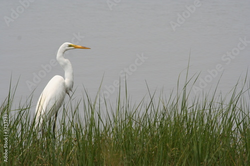 sea bird on shore sea bird on shore
