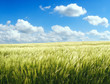 barley field over blue sky 1 barley field over blue sky 1