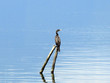 cormorant and water,lake prespa, macedonia