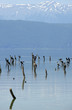 collony of cormorants on lake prespa ,macedonia