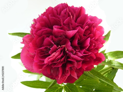 pfingstrose