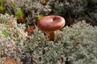 lactarius torminosus lactarius torminosus