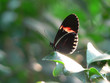 Foto: schmetterling auf blatt schmetterling auf blatt