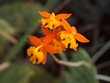 orchidee, arenal-nationalpark