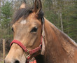 close up of horse head