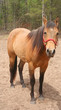 horse standing in a field