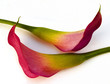 Foto: calla lilies (zantedeschia rehmannii) calla lilies (zantedeschia rehmannii)