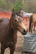 horse in a pen