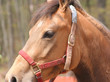 close up of horse head