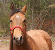 horse looking at the camera