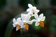 phalaenopsis
