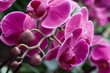 phalaenopsis