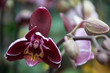 phalaenopsis