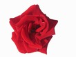 rose auf weiß