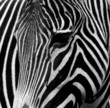 Black-and-white