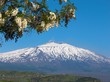 fronde e etna fronde e etna