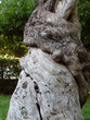 twisted tree trunk