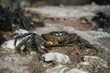 petit crabe petit crabe