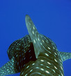 whale shark tip