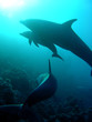 dauphins 4