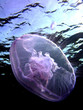 meduse 5