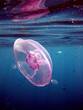 Meduse 1