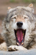 howling  wolf