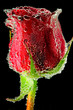 red rose close up with air bubbles on black background