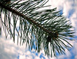 branch