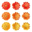 kit de fleurs sur fond blanc
