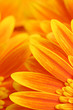 flower abstract