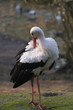 Storch