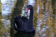 trauerschwan