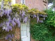 glycine violette dans le bois des moutiers