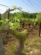 vignoble