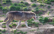 loup gris