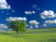 arbre et ciel bleu arbre et ciel bleu