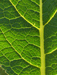 feuille verte feuille verte