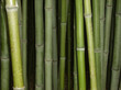 bamboo