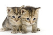 pair of kittens on white backgroun