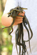 snake charmer