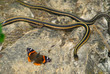 red sided garter snakes and red admiral butterfly