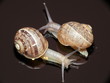 snails on table