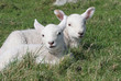 two lambs