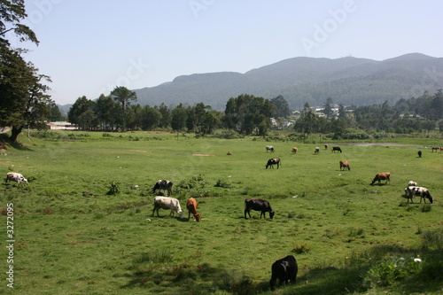 Photo: cow cow
