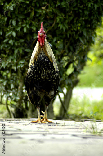 the cock ii the cock ii