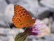butterfly butterfly